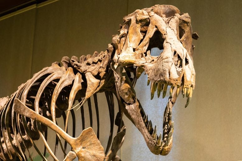 Tyrannosaurus rex Skeleton Fossil Museum Close