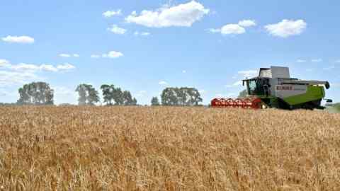 A combine harvests wheat in a field