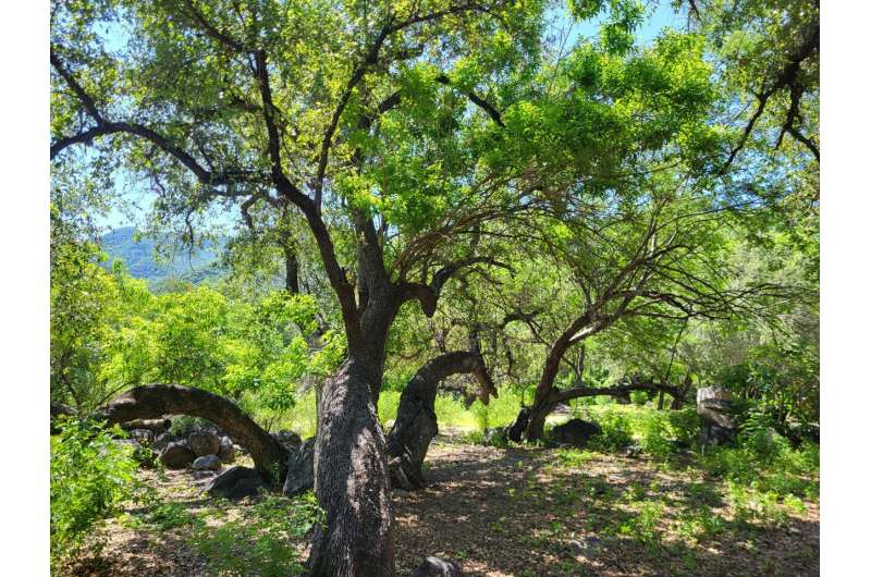 Mesoamerican oak tree species in urgent need of conservation, according to milestone report by The Morton Arboretum