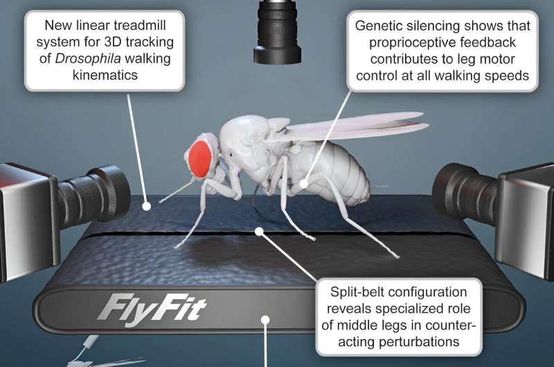 Miniature treadmills accelerate studies of insects walking