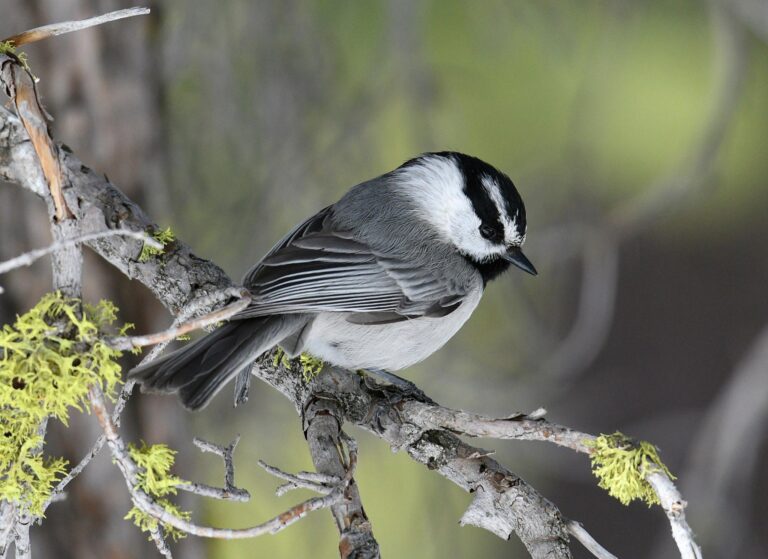 Cognitive Skills Linked to Longer Lifespan in Chickadees