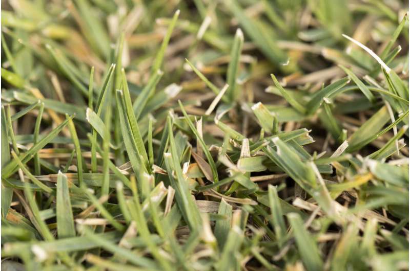 Multi-state study offers recommendations for keeping bermudagrass greener all season