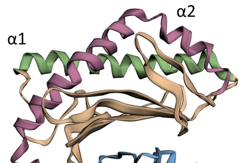 Naked mole-rat has become the first mammalian to have waived infection-resistant proteins