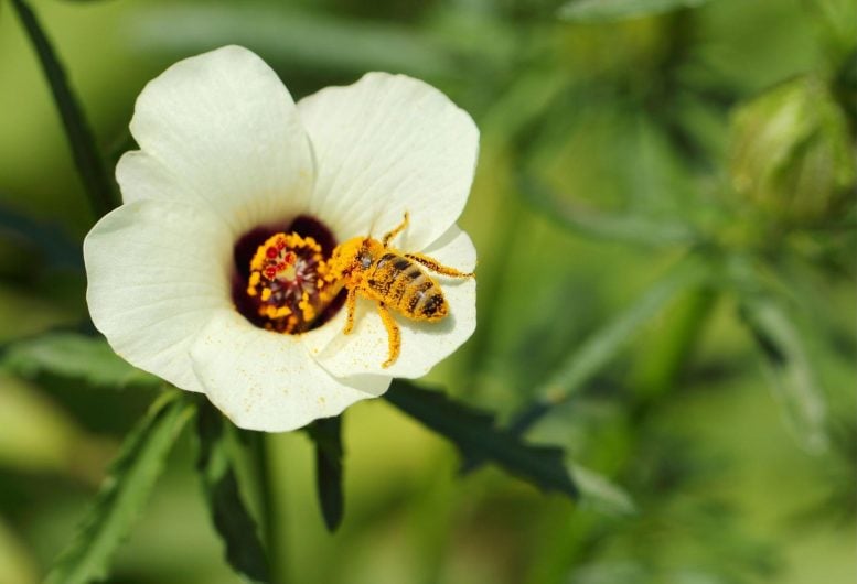 Hibiscus trionum Pollinated by Bee