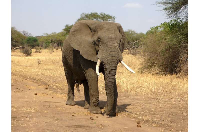 elephant