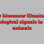 New biosensor illuminates physiological signals in living animals