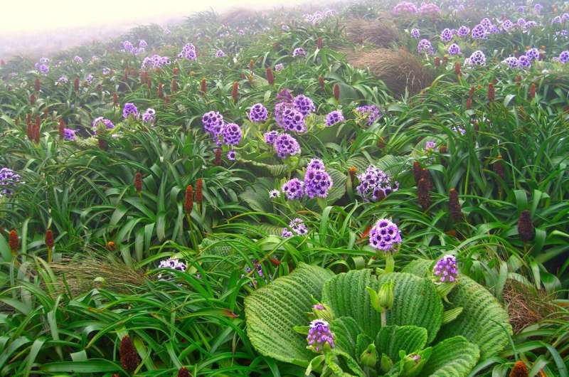 Megadiverse flowering plant family on isolated islands