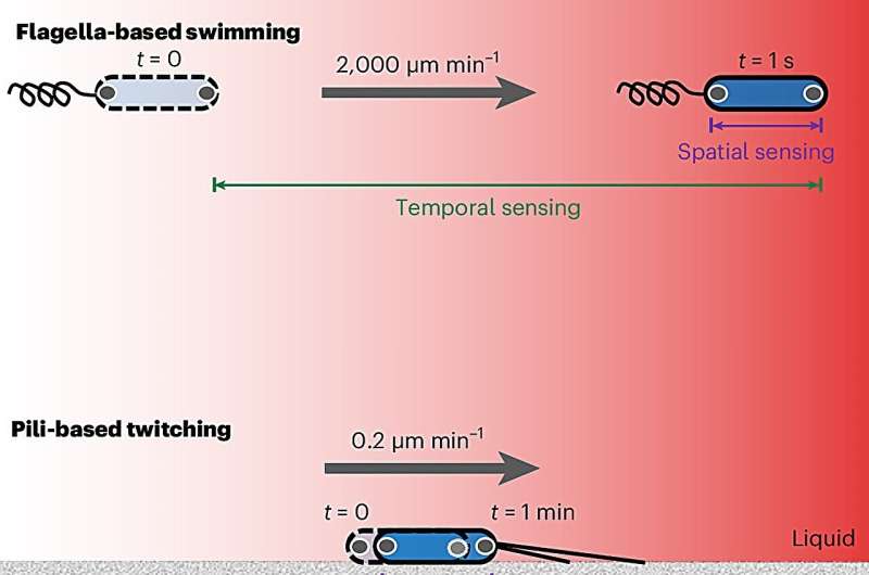 New discovery of how bacteria navigate their environment could change how we treat infection