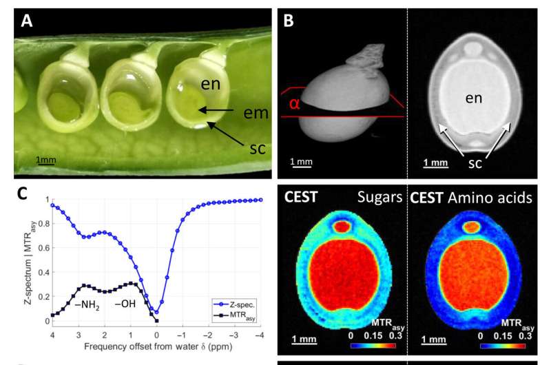 A milestone in plant magnetic resonance imaging