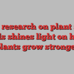 New research on plant stem cells shines light on how plants grow stronger