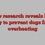 New research reveals best way to prevent dogs from overheating