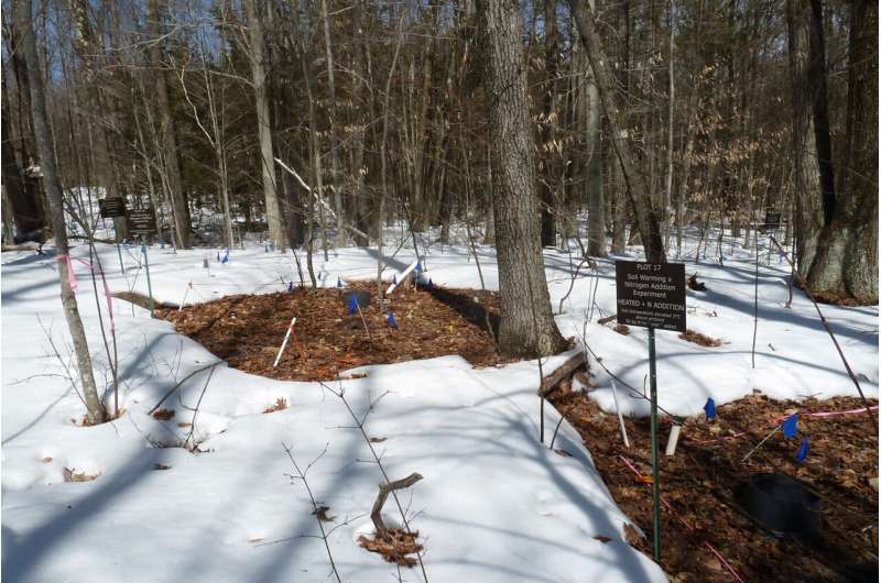 New research reveals climate change impact on forests may be lower than expected