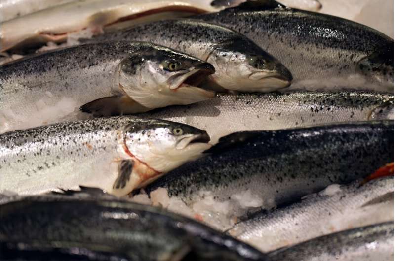 Norway has imposed new restrictions on fishing wild salmon