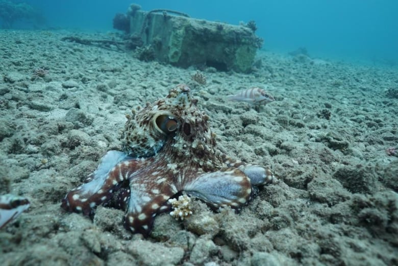 A spotted octopus reaches into a seashell on the ocean's floor while little fish swim nearby.