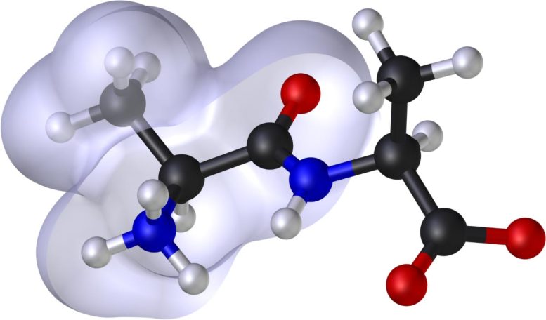 3D Render of a Molecular Model of an Alanine Peptide