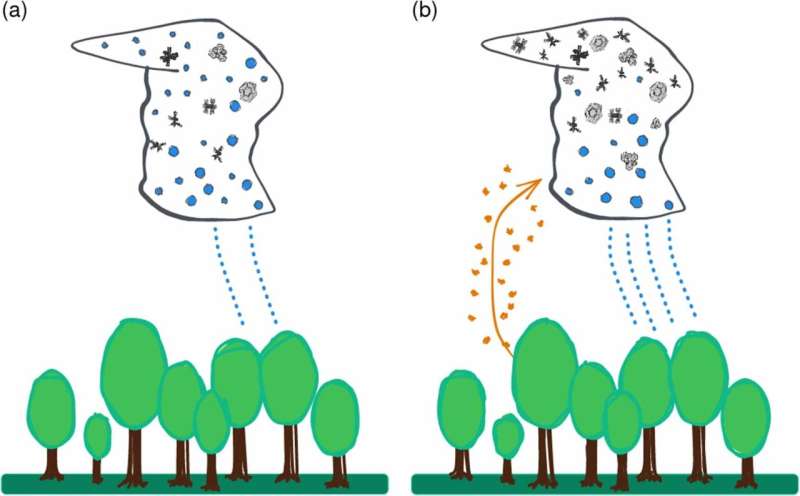 Pollen affects cloud formation and precipitation patterns