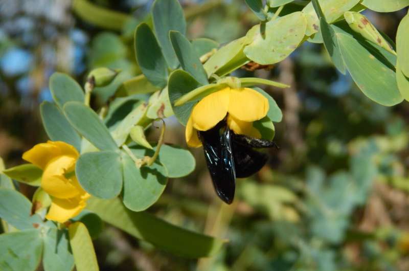 Presence of bacteria in soil makes flowers more attractive to pollinators, study shows