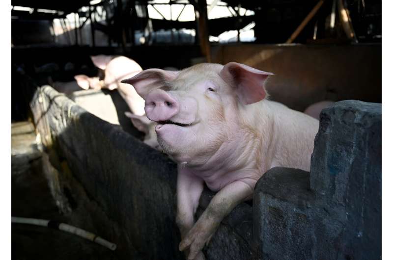 In 2024 alone, between 50,000 and 60,000 pigs were slaughtered across Italy in efforts to contain swine fever