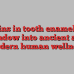 Proteins in tooth enamel offer window into ancient and modern human wellness