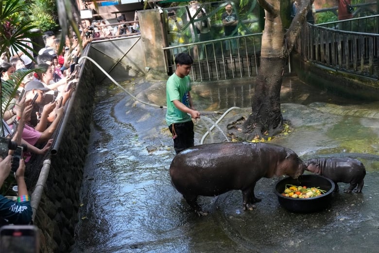 A zoo worker hoses down two hippos  while crowds watch