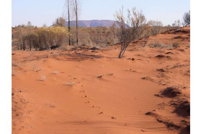 Reading desert sands—Indigenous wildlife tracking skills underpin vast monitoring project