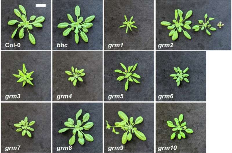 Research points to a potential new ally in the fight against plant pathogens