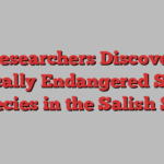 Researchers Discover Critically Endangered Shark Species in the Salish Sea