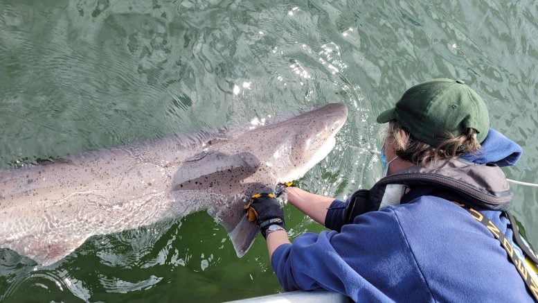 Broadnose Sevengill Shark