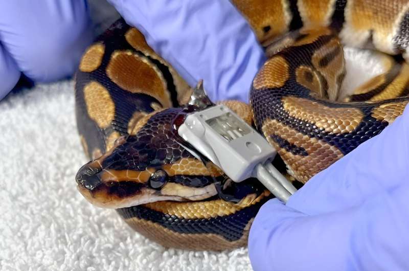 Researchers find a place to take a python's pulse