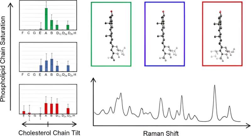 Researchers uncover key insights into cholesterol's structure in cell membranes