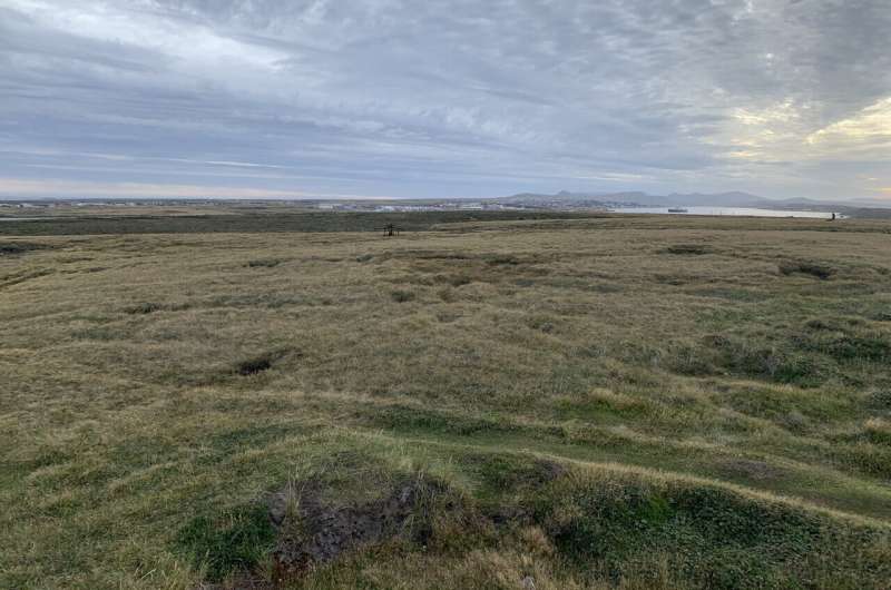 Rugged Falklands landscape was once a lush rainforest