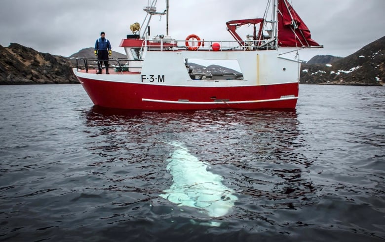 A red fishing boat floats in front of mountains. A large white shape is visible under the water beside the boat. 