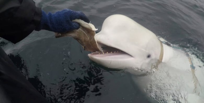 A beluga whale is being fed some fish by a human hand. 