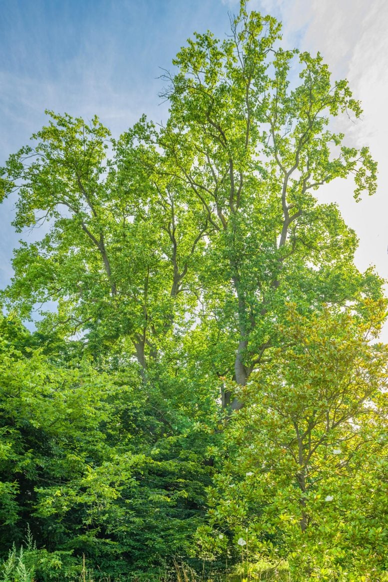 Full Tulip Tree in Cambridge Botanic Garden