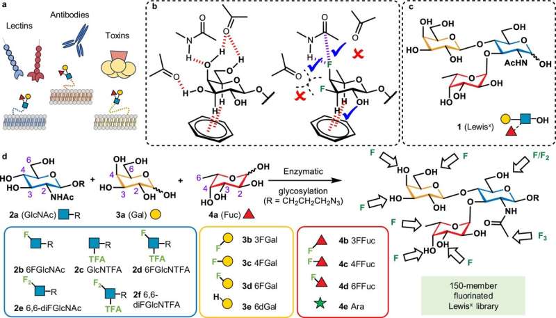 Scientists develop artificial sugars to enhance disease diagnosis and treatment accuracy