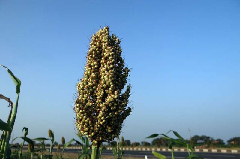 sorghum 