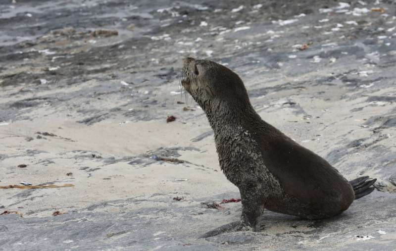 Scientists in South Africa say they have identified the first known outbreak of rabies in seals