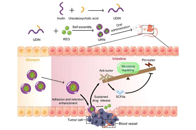 Prebiotic carrier assists regorafenib in treating colorectal cancer