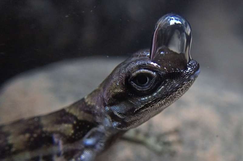 'Scuba-diving' lizards use bubble to breathe underwater and avoid predators