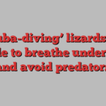 ‘Scuba-diving’ lizards use bubble to breathe underwater and avoid predators