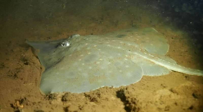 Signs of hope for endangered Maugean skate