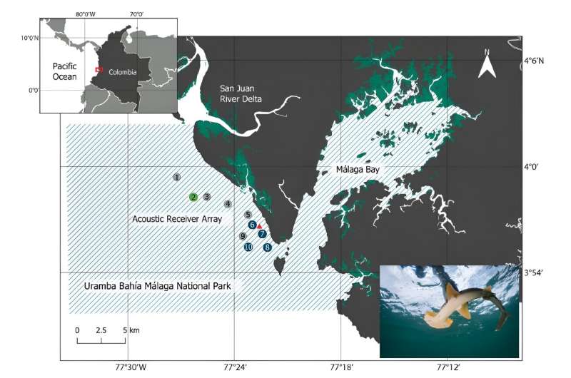 Small 'no-take zone' can help protect critically endangered hammerhead shark