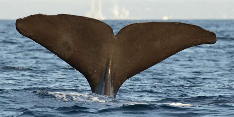 Sound provides new information about the secret lives of sperm whales