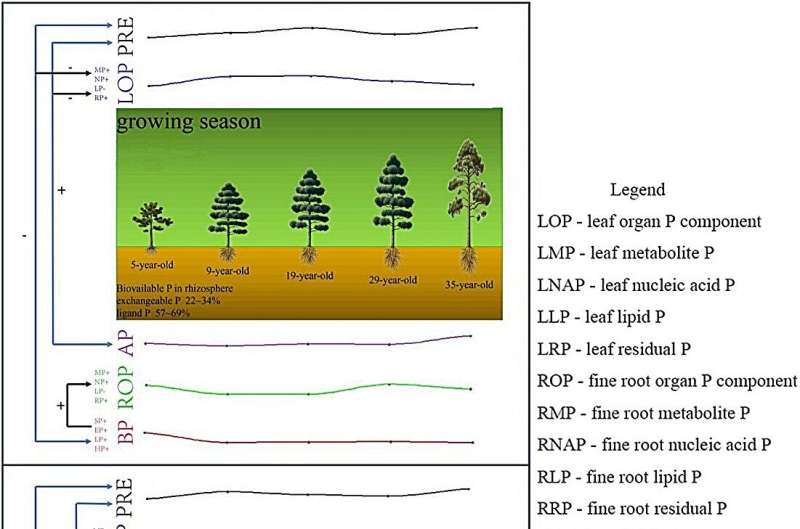 Phosphorus cycle process in the subtropical masson pine plantation with increasing forest age