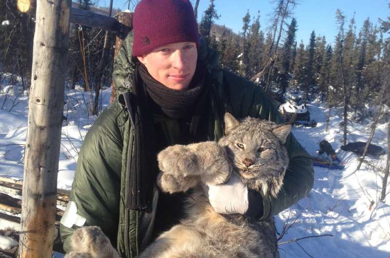 UAF study tracks traveling population wave in Canada lynx