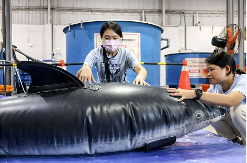 Taiwan Cetacean Society official Wu En-Hua (left) uses an inflatable whale to demonstrate to a volunteer how best to handle a stranded animal during a training session in New Taipei City