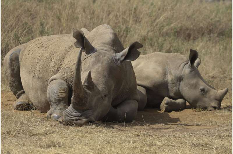 The number of rhinos is slightly up but poaching has increased too