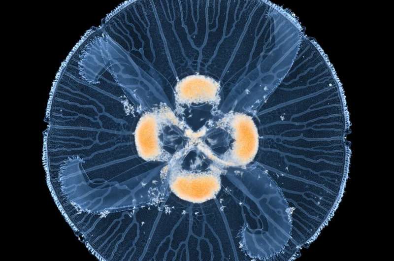 From branches to loops. The physics of transport networks in nature.