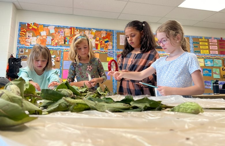 Four young girls pick through various plants and leaves spread out on a plastic-covered table, with colourful artwork seen on their classroom walls behind them. 