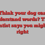 Think your dog can understand words? This scientist says you might be right